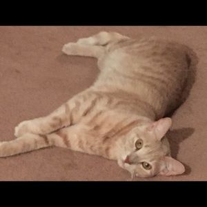 Meet your Posher, Cheryl